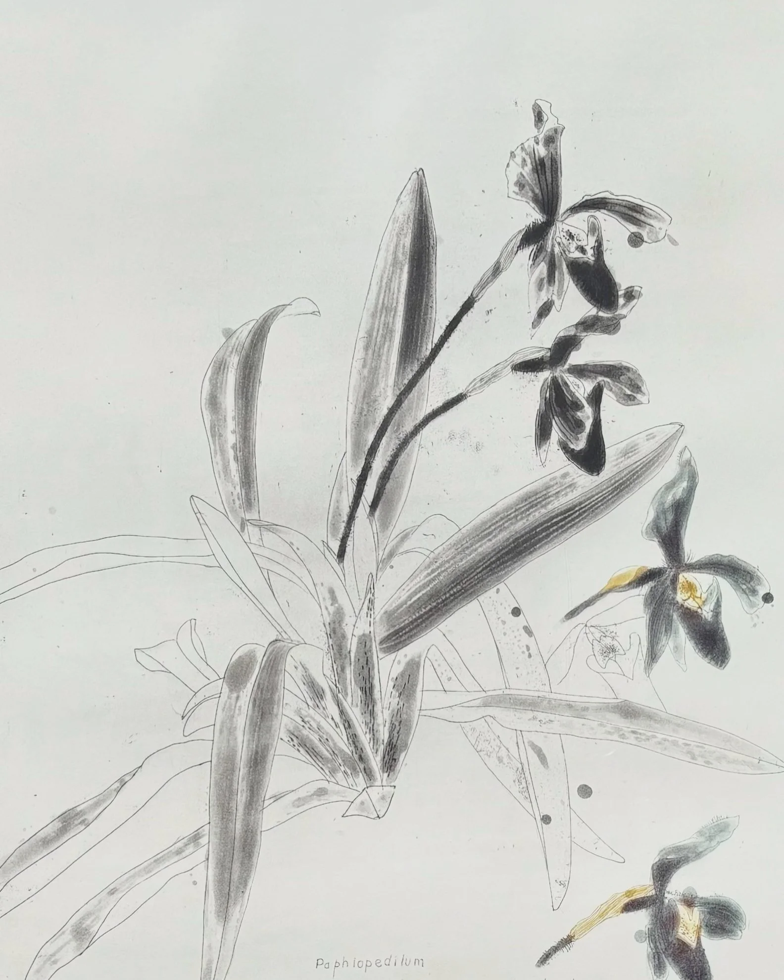 Elizabeth Blackadder Orchid Etching