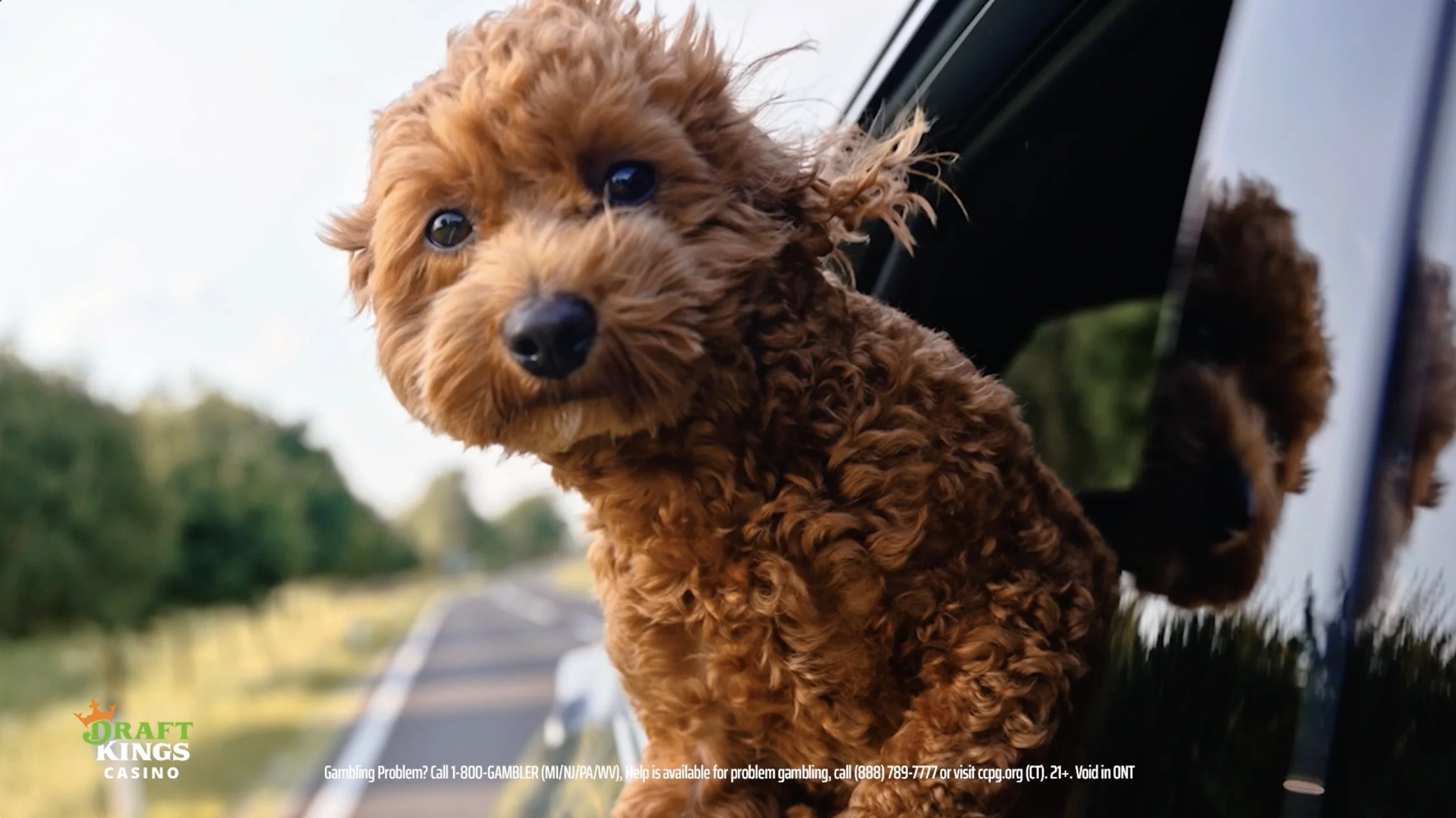 DraftKings Casino "Dog"