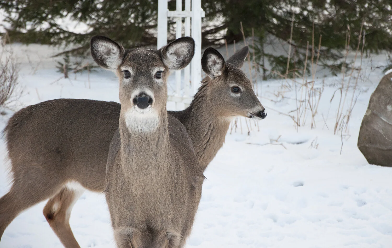 deer.jpg