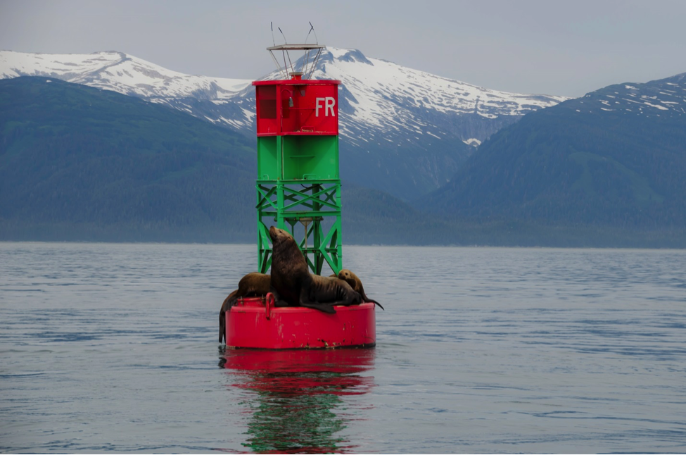 Julie Dannhauser and her family went on an Alaskan cruise and spotted some sea lions lounging around Juneau.