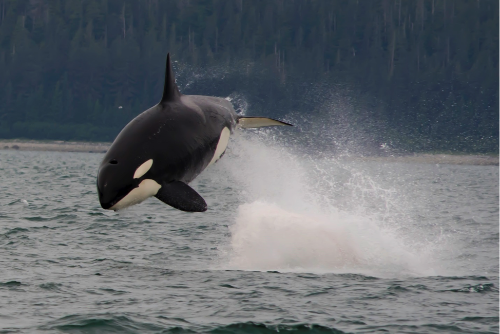 Julie went on a whale watching tour in Juneau and captured this Orca jumping out to say hello.