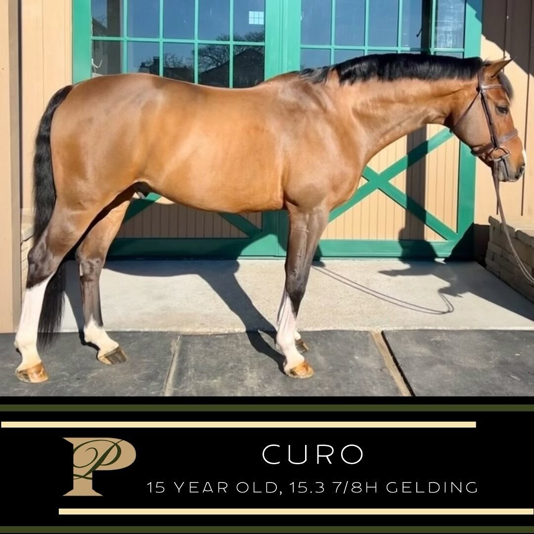 ✨Proudly offered for lease!✨
Who is needing a 2'6&quot;/3' winner?!
Curo has been there and done that, Champion at WEF, International Derby Winner, and more! He is super sweet and forgiving, great mover and a soft uphill jump with easy changes! Very 