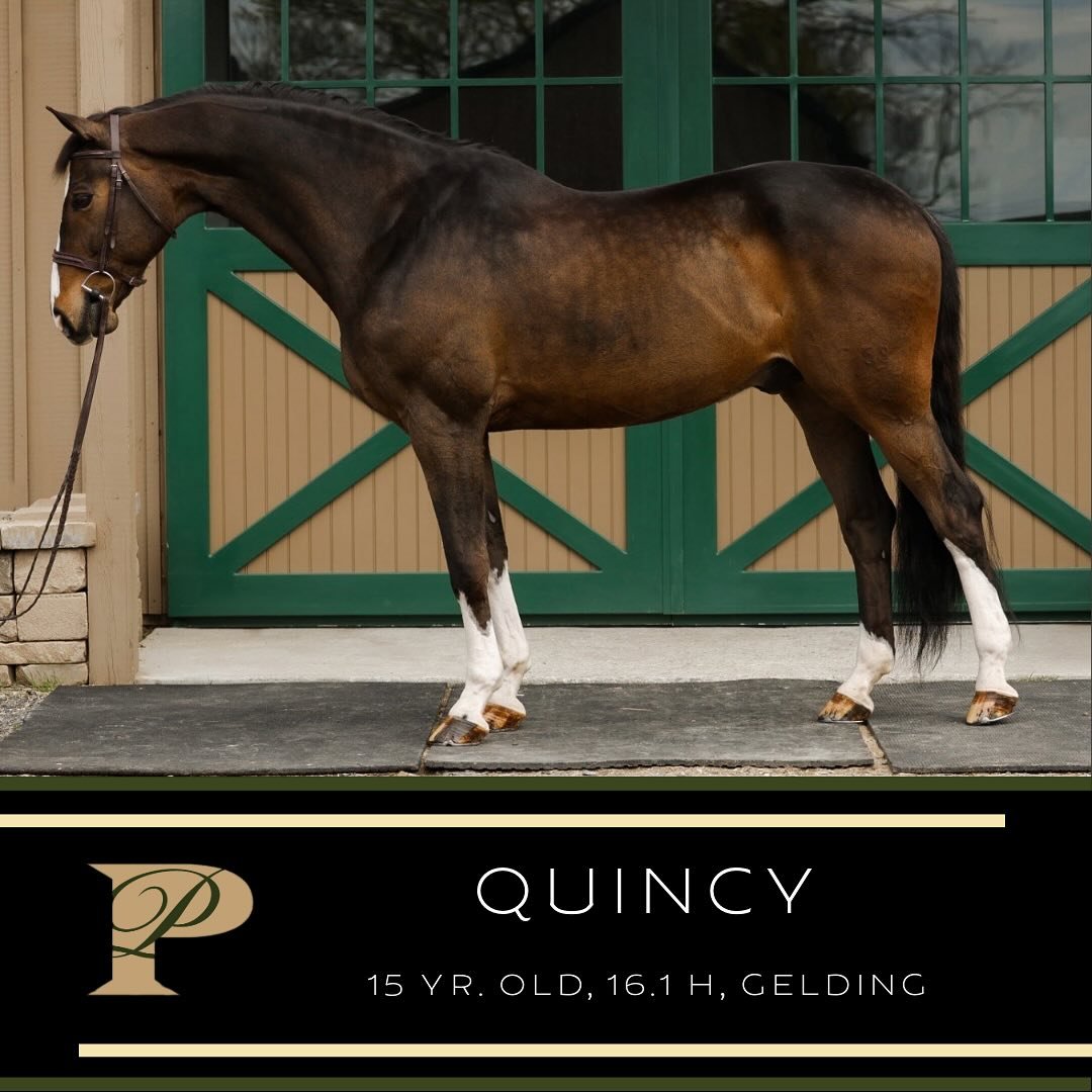 Proudly offered for lease!
✨Quincy✨
Quinn is looking for his next child or adult to teach! He is a very comfortable packer type that is ready to win in either the hunter or equitation ring from 2' to 2'6&quot;! His owner only wants him to stay in the