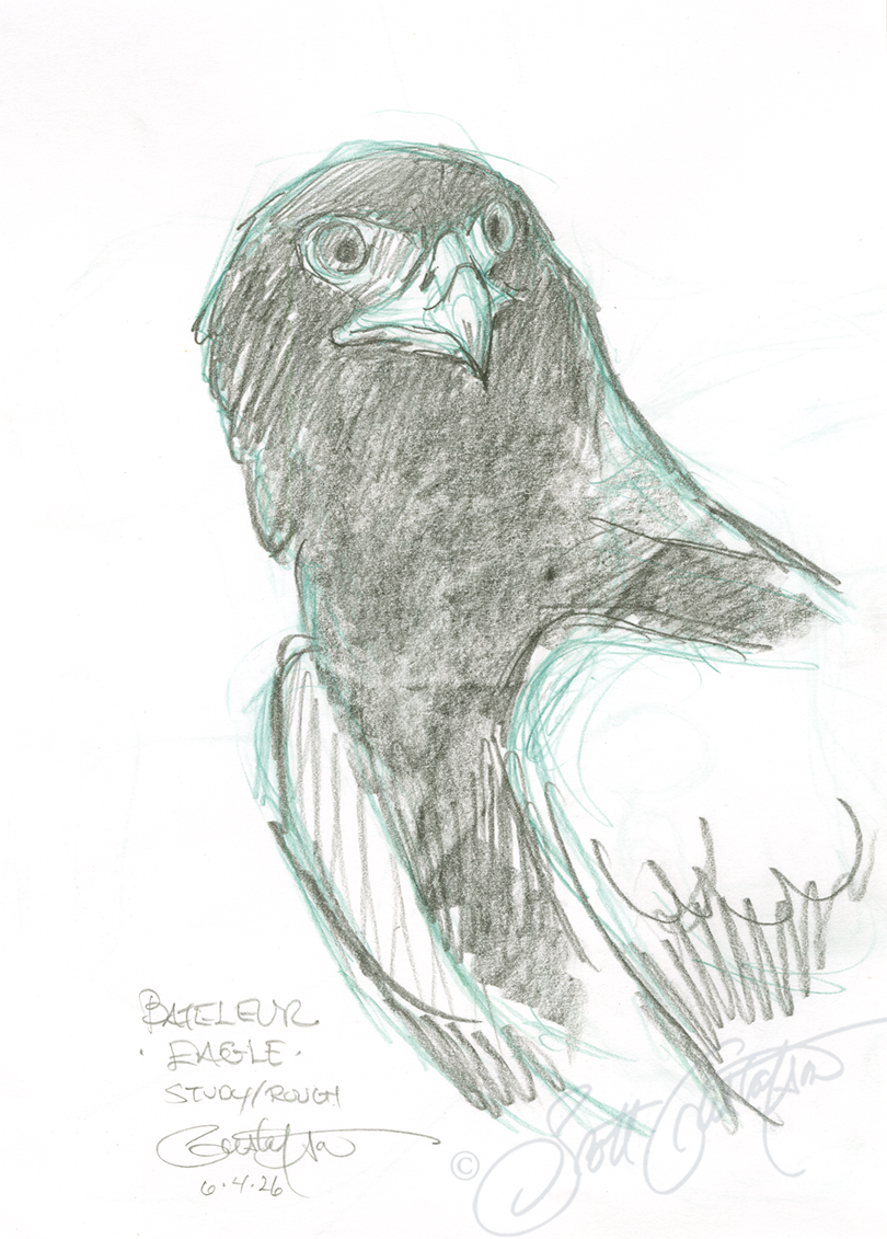 GUSTAFSON_Bateleur_eagle_1_study.png
