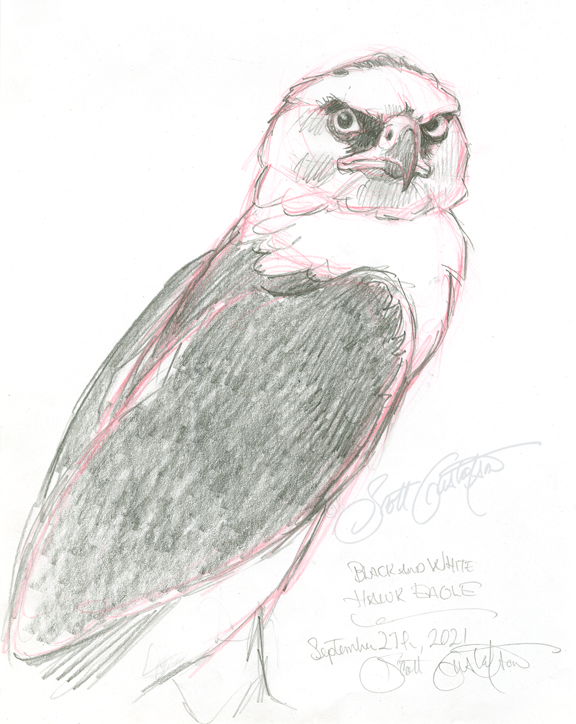 GUSTAFSON_Black_and_White_hawk_eagle-2.png