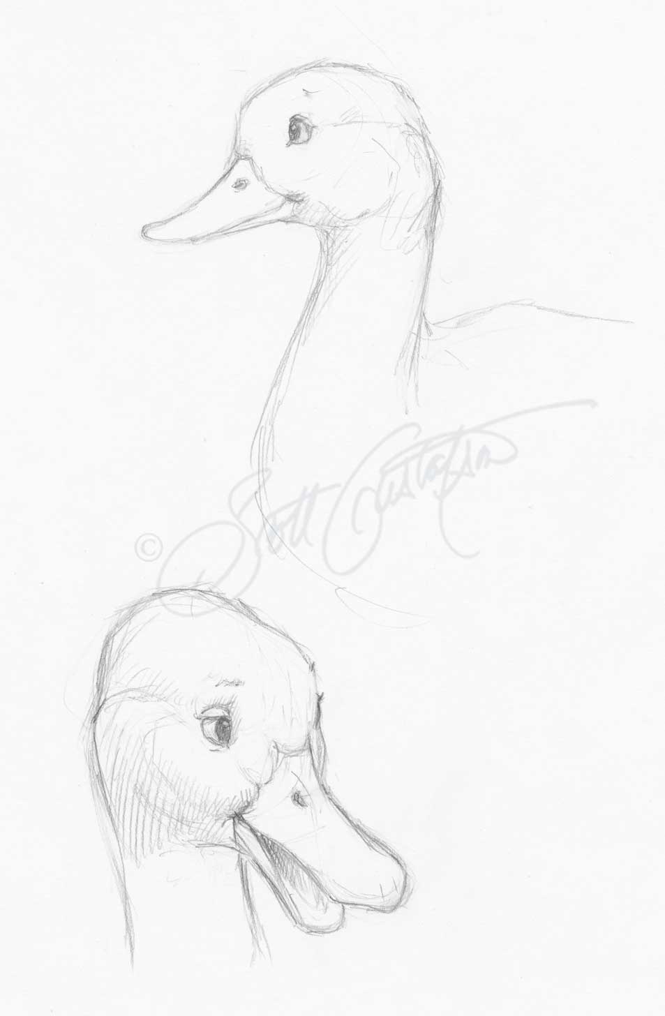 Adorable Art Learn How to Draw and Paint a Duckling  Craftsy   wwwcraftsycom