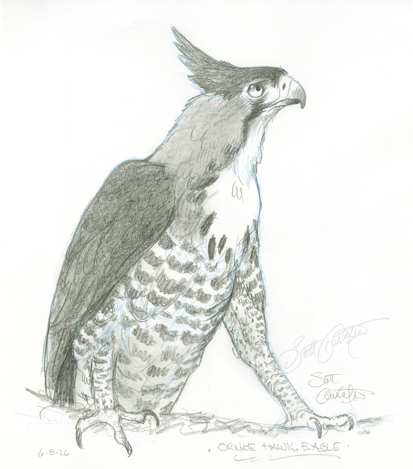 GUSTAFSON_Ornate_hawk_eagle_6_final.png
