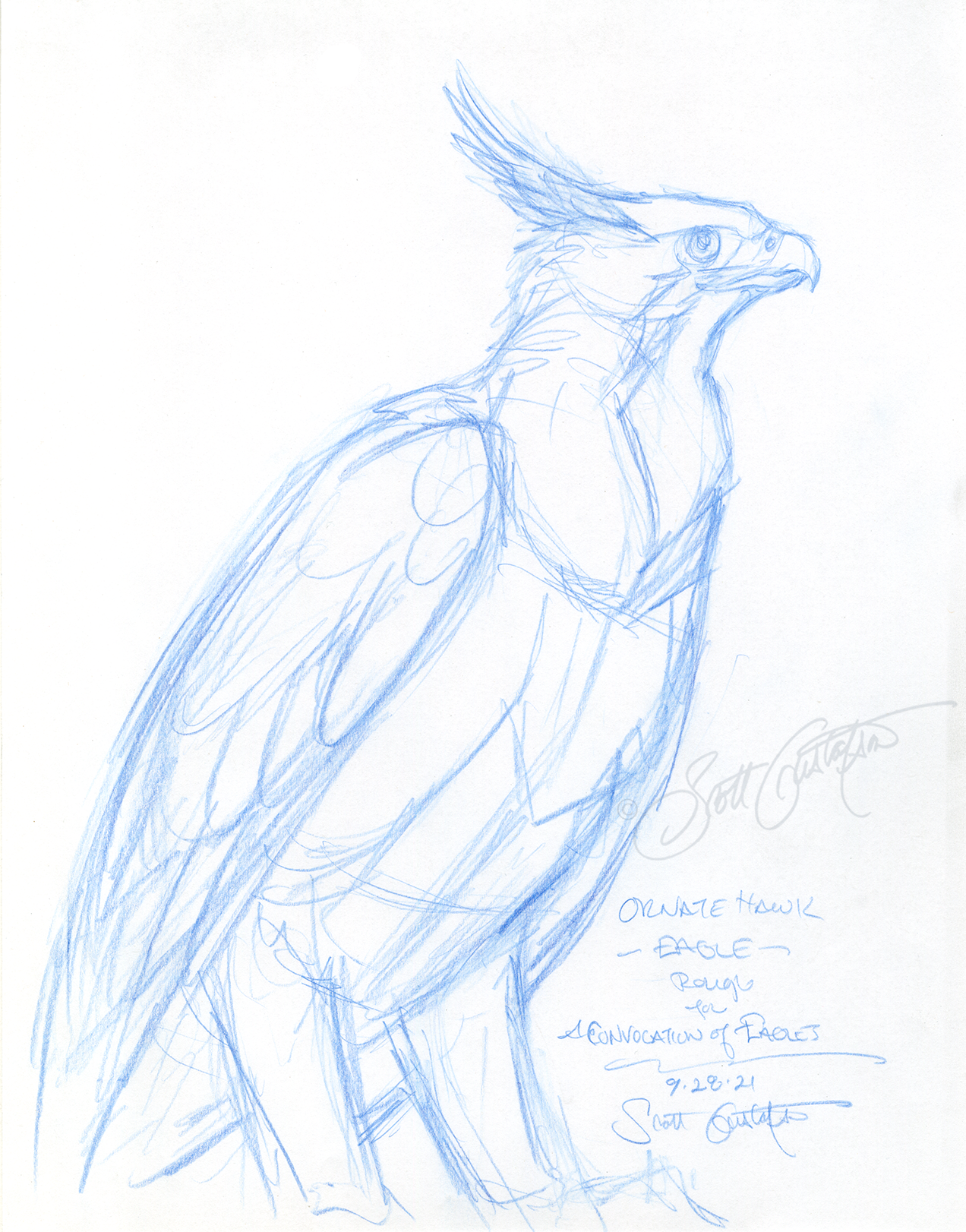 GUSTAFSON_Ornate_hawk_eagle_2_rough.png