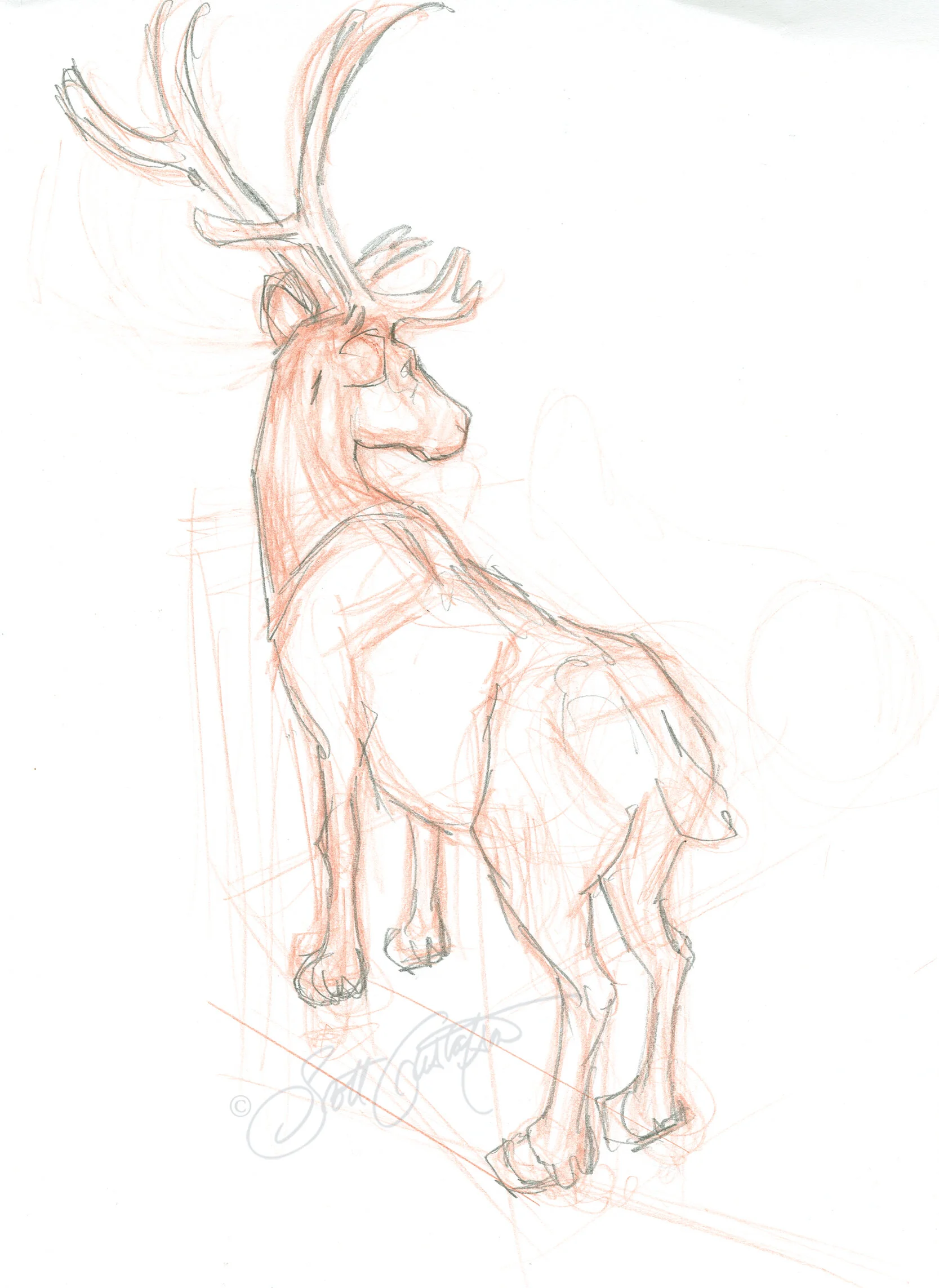 GUSTAFSON_Reindeer_2_rough.jpg