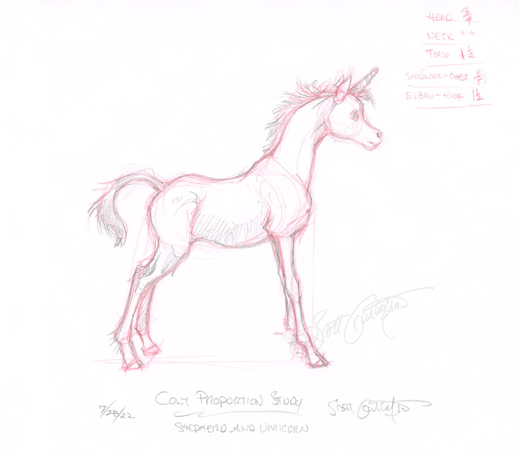 GUSTAFSON_colt_proportion_study.jpg