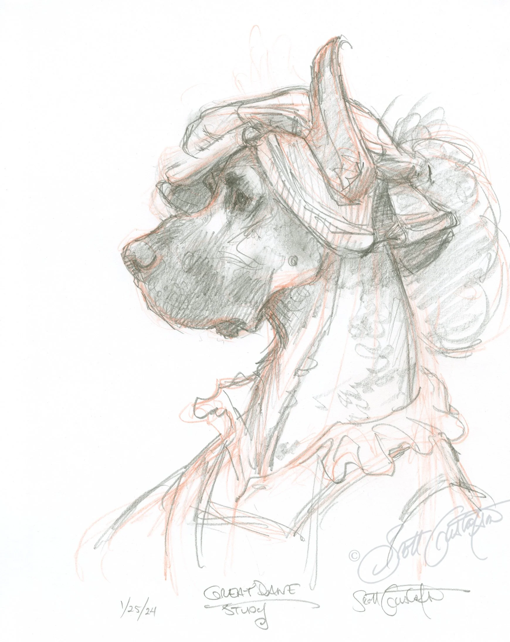 GUSTAFSON_Great_Dane_head_study.jpg