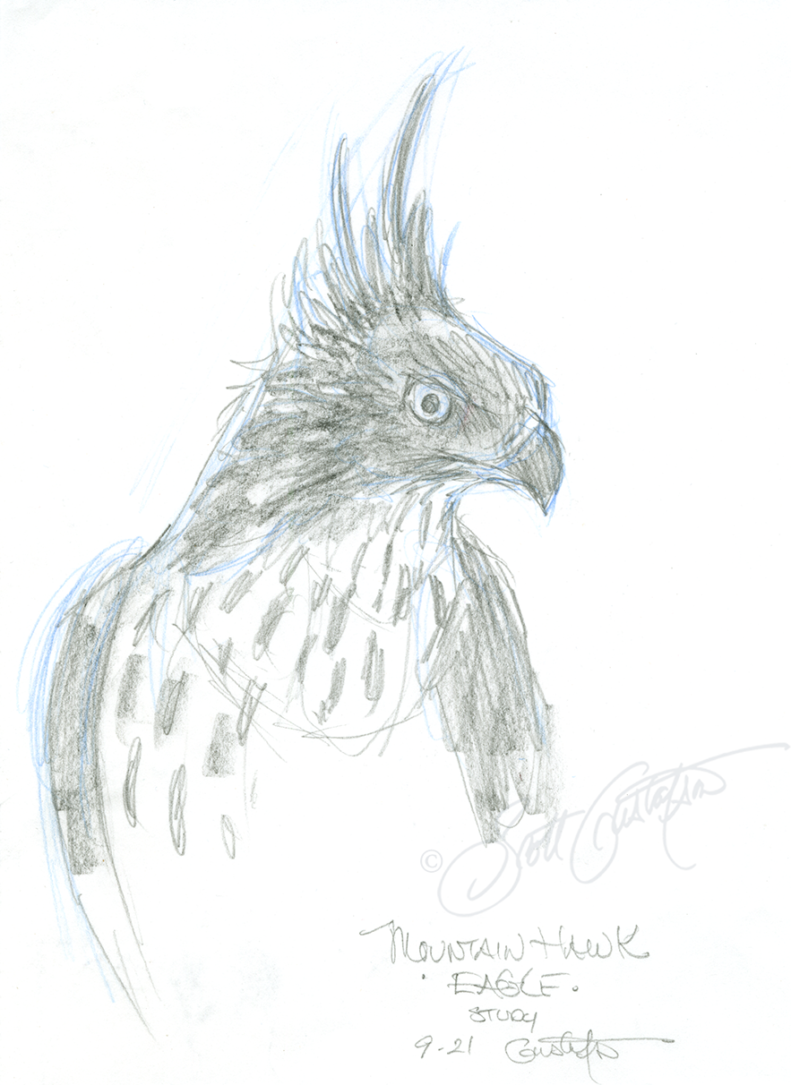 GUSTAFSON_Mountain_hawk_eagle.png