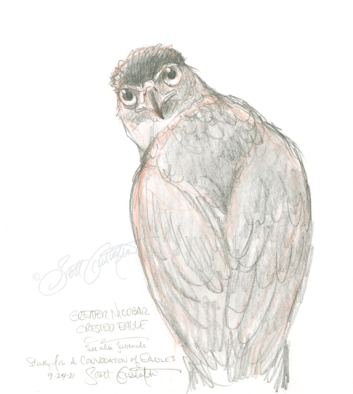 GUSTAFSON_Greater_Nicobar_Crested_eagle.png