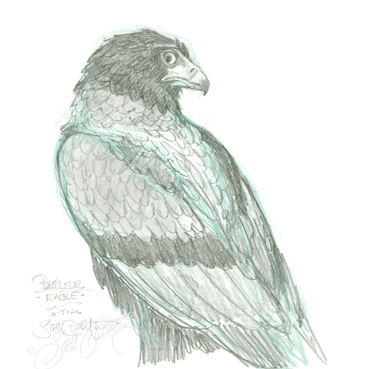 GUSTAFSON_Bateleur_eagle_4_final.png