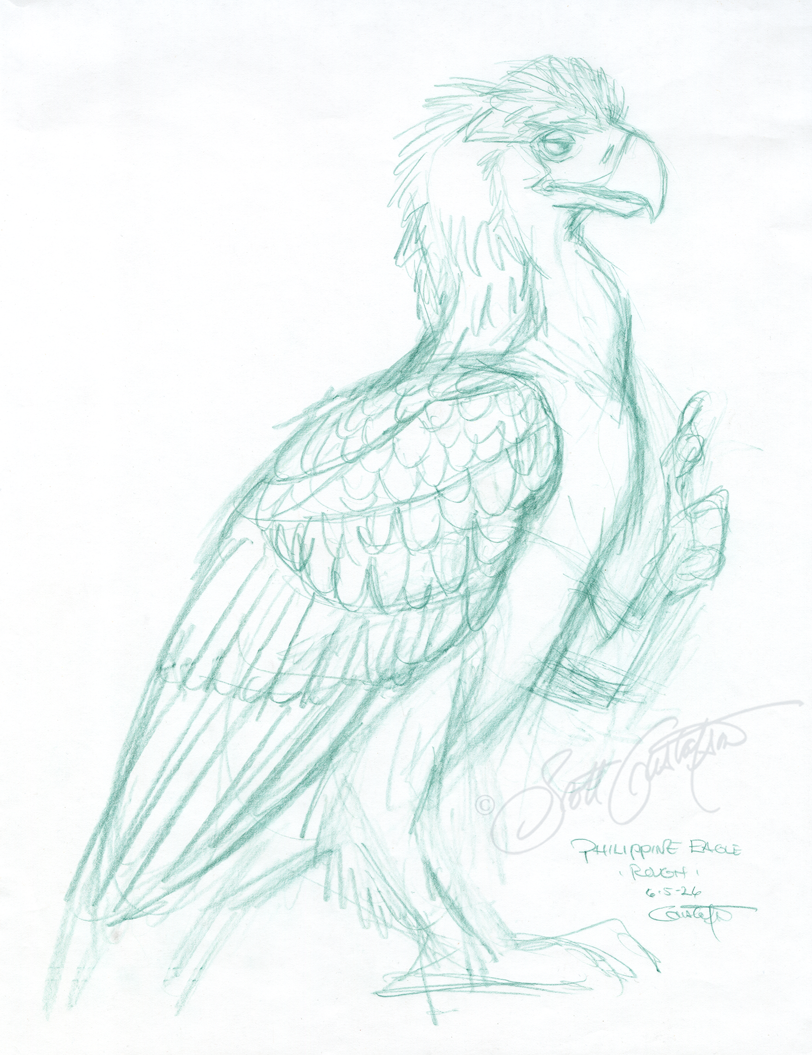 GUSTAFSON_Phillipine_eagle_rough.png