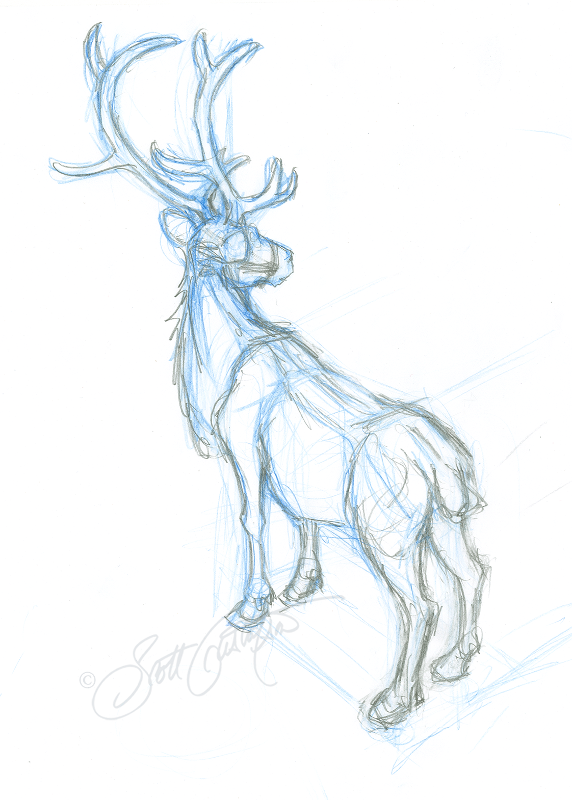 GUSTAFSON_Reindeer_4_rough copy.png