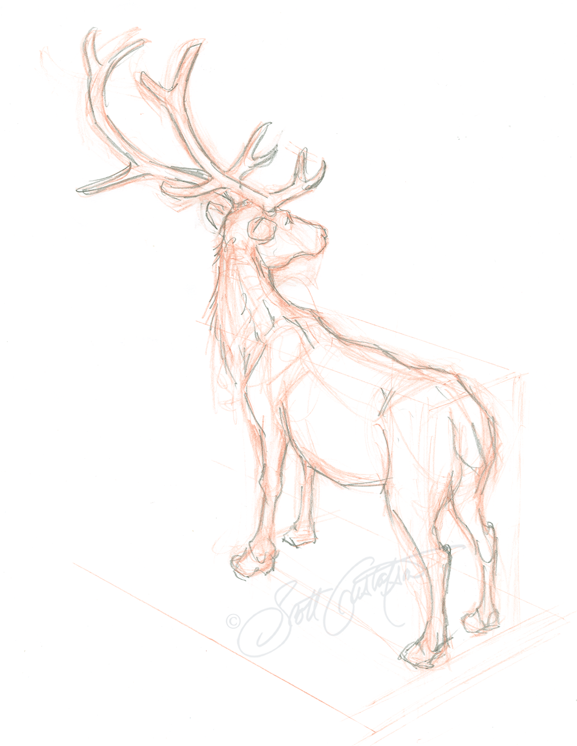 GUSTAFSON_Reindeer_3_rough copy.png