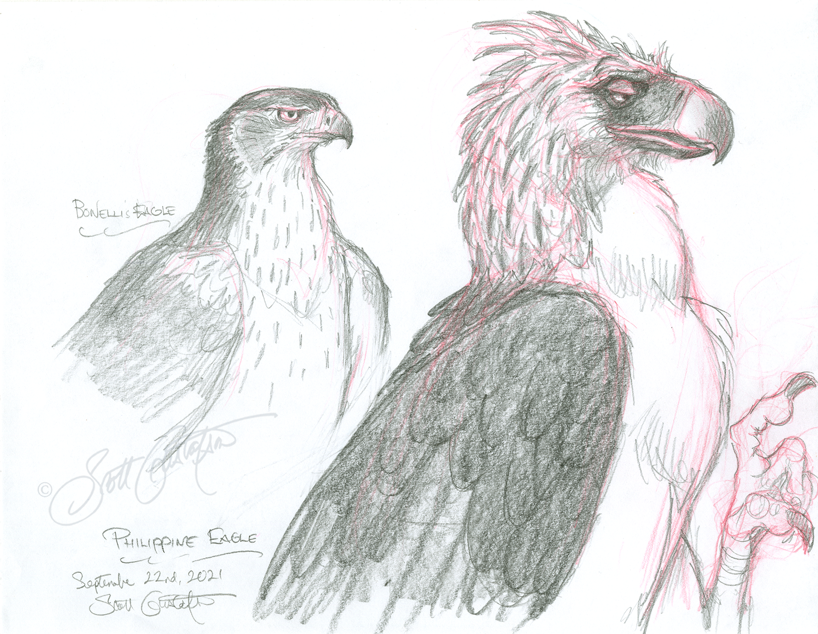 GUSTAFSON_Bonellis_and_Phillipine_eagle.png