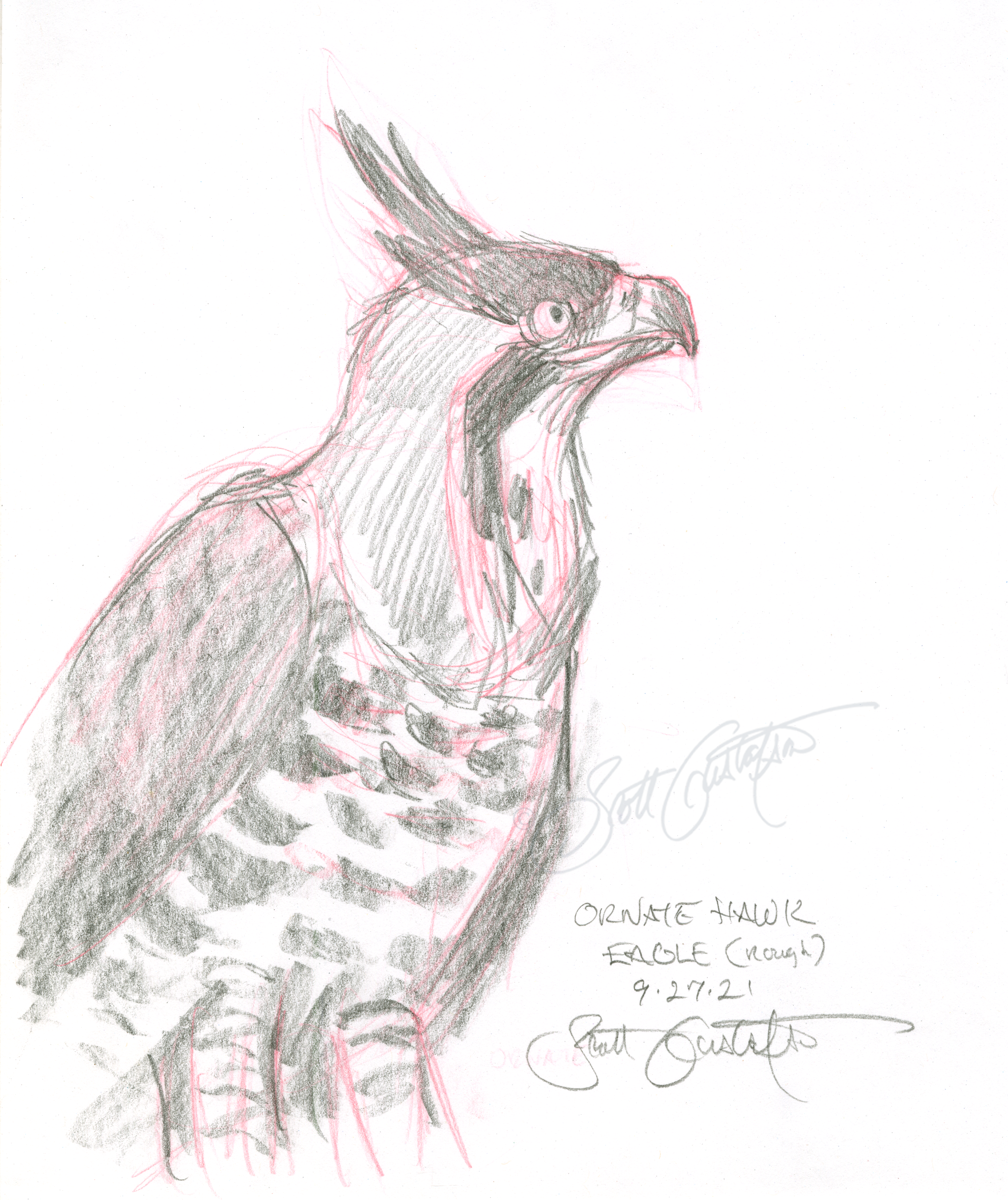 GUSTAFSON_Ornate_hawk_eagle_1_rough.png