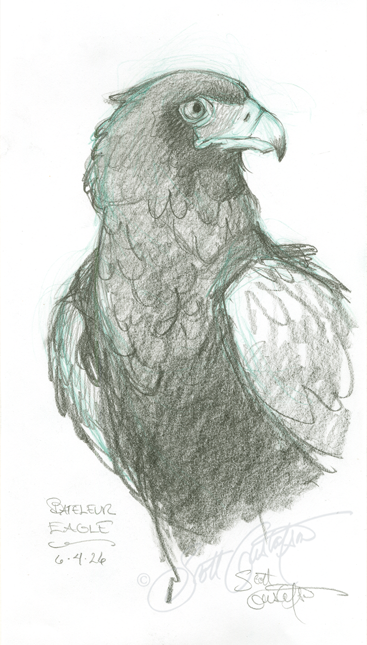 GUSTAFSON_Bateleur_eagle_2_study.png