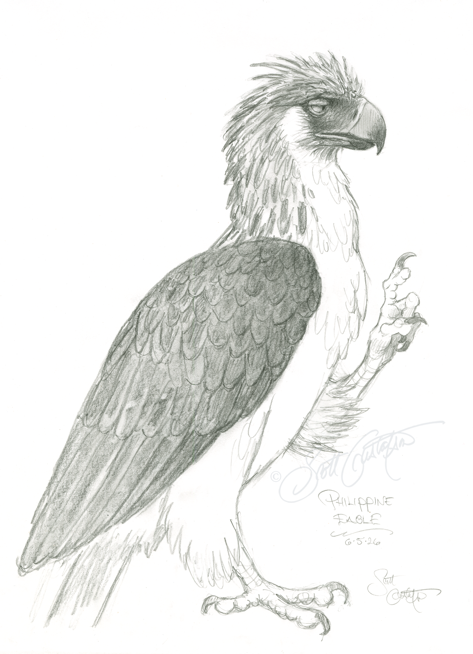GUSTAFSON_Phillipine_eagle_final.png