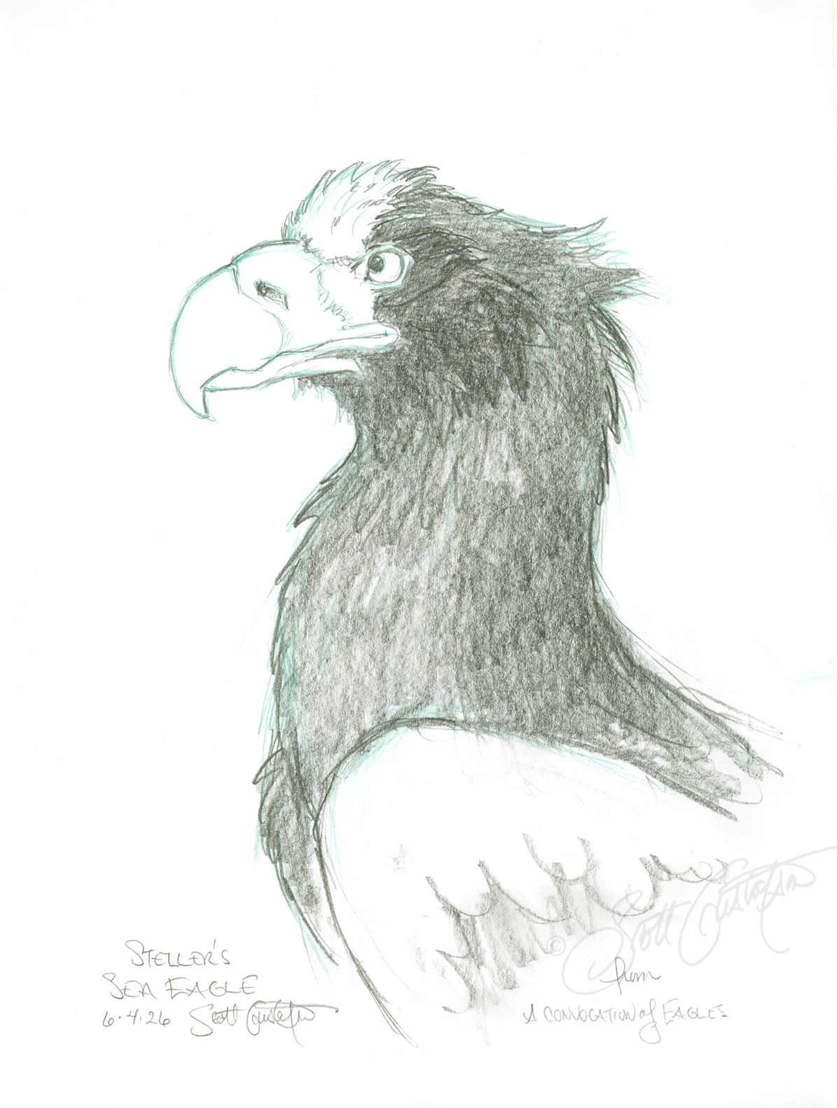 GUSTAFSON_Stellers_sea_eagle_final.png
