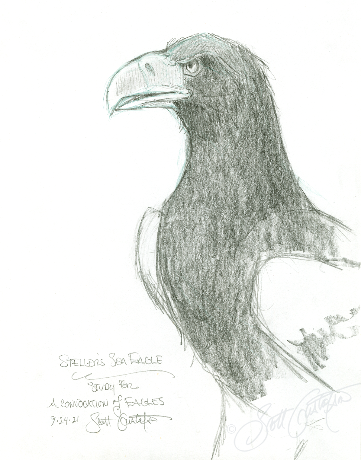 GUSTAFSON_Stellers_sea_eagle_study_1.png