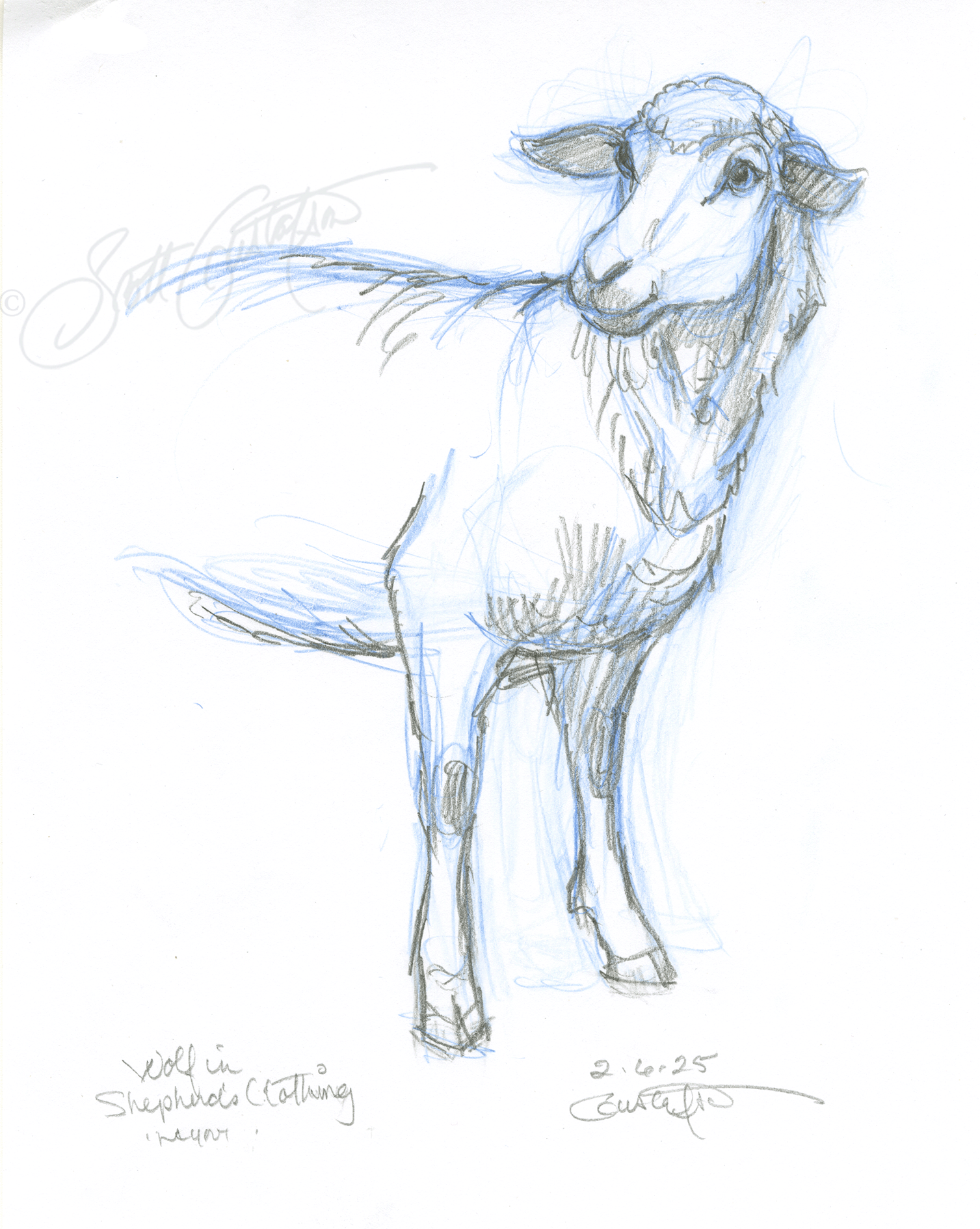 GUSTAFSON_sheep-4.png
