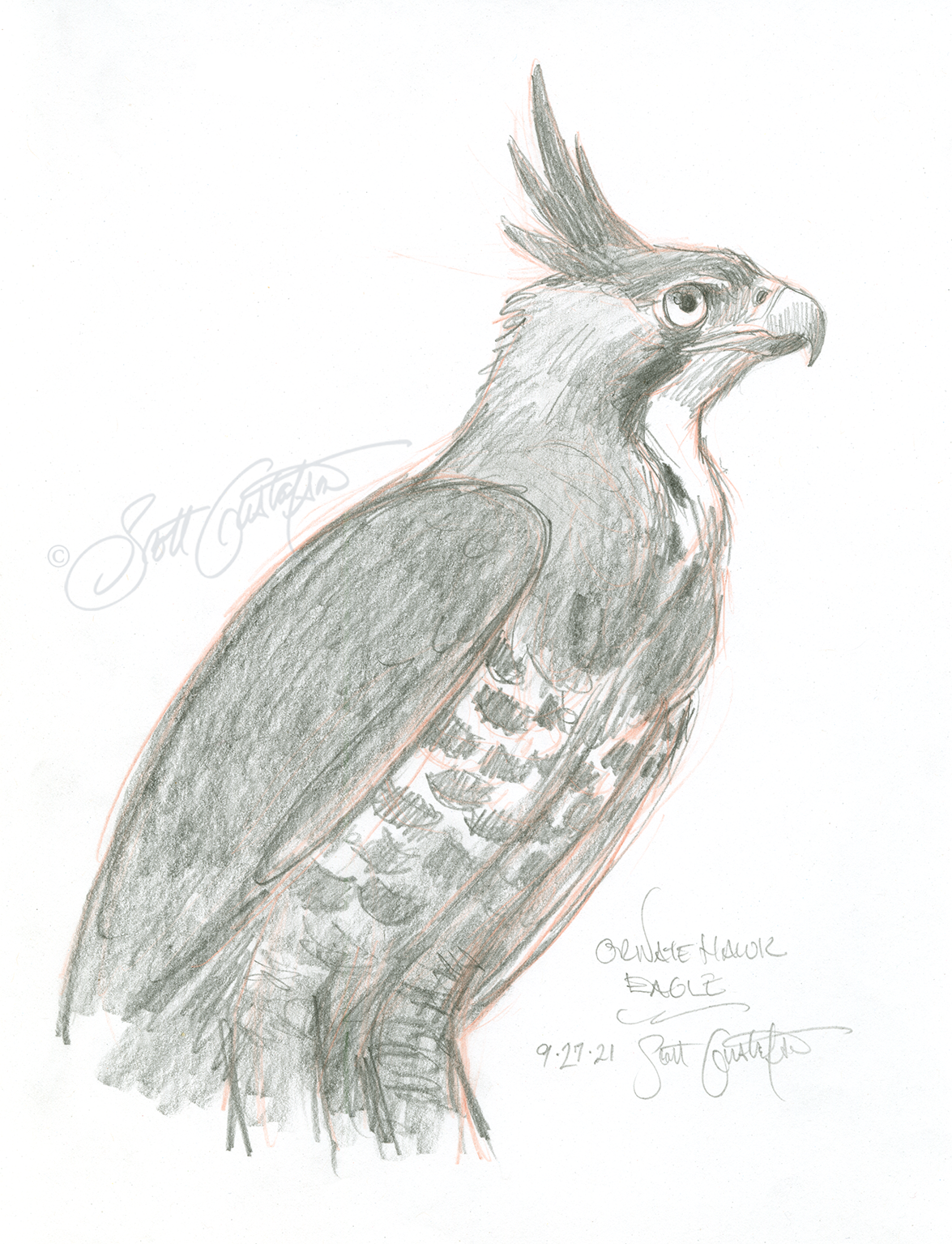 GUSTAFSON_Ornate_hawk_eagle_3_study.png