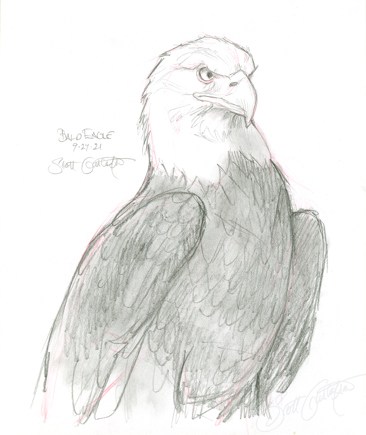 GUSTAFSON_Bald_eagle_1.png