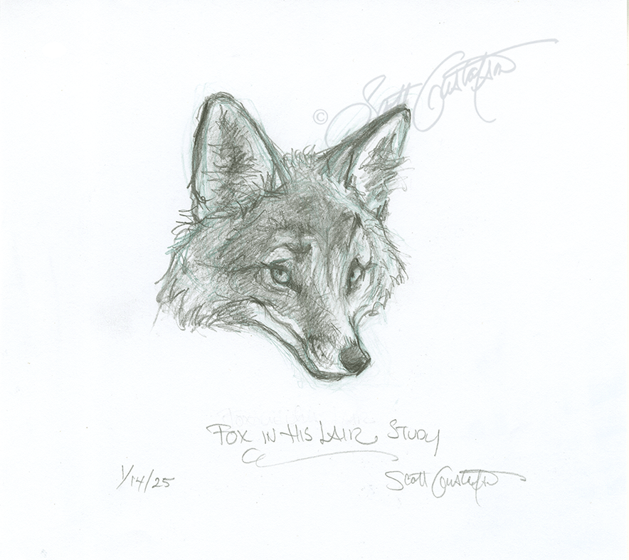 GUSTAFSON_Fox_head_study.png