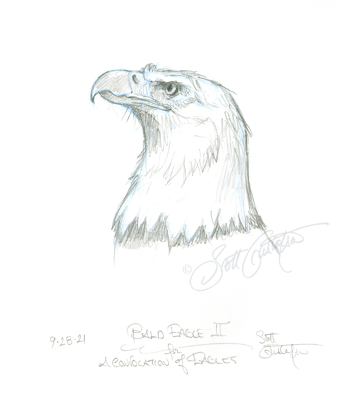 GUSTAFSON_Bald_eagle_2.png