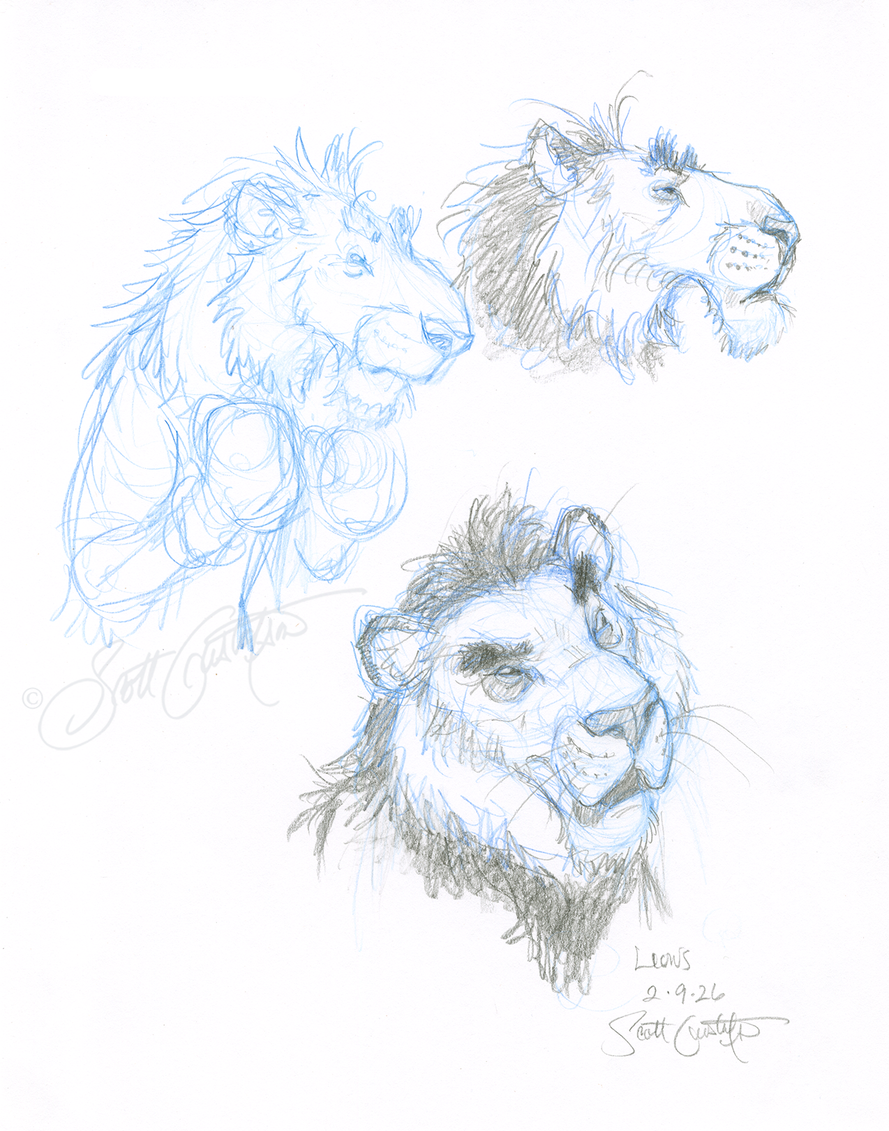 GUSTAFSON_Lion-2_studies.png