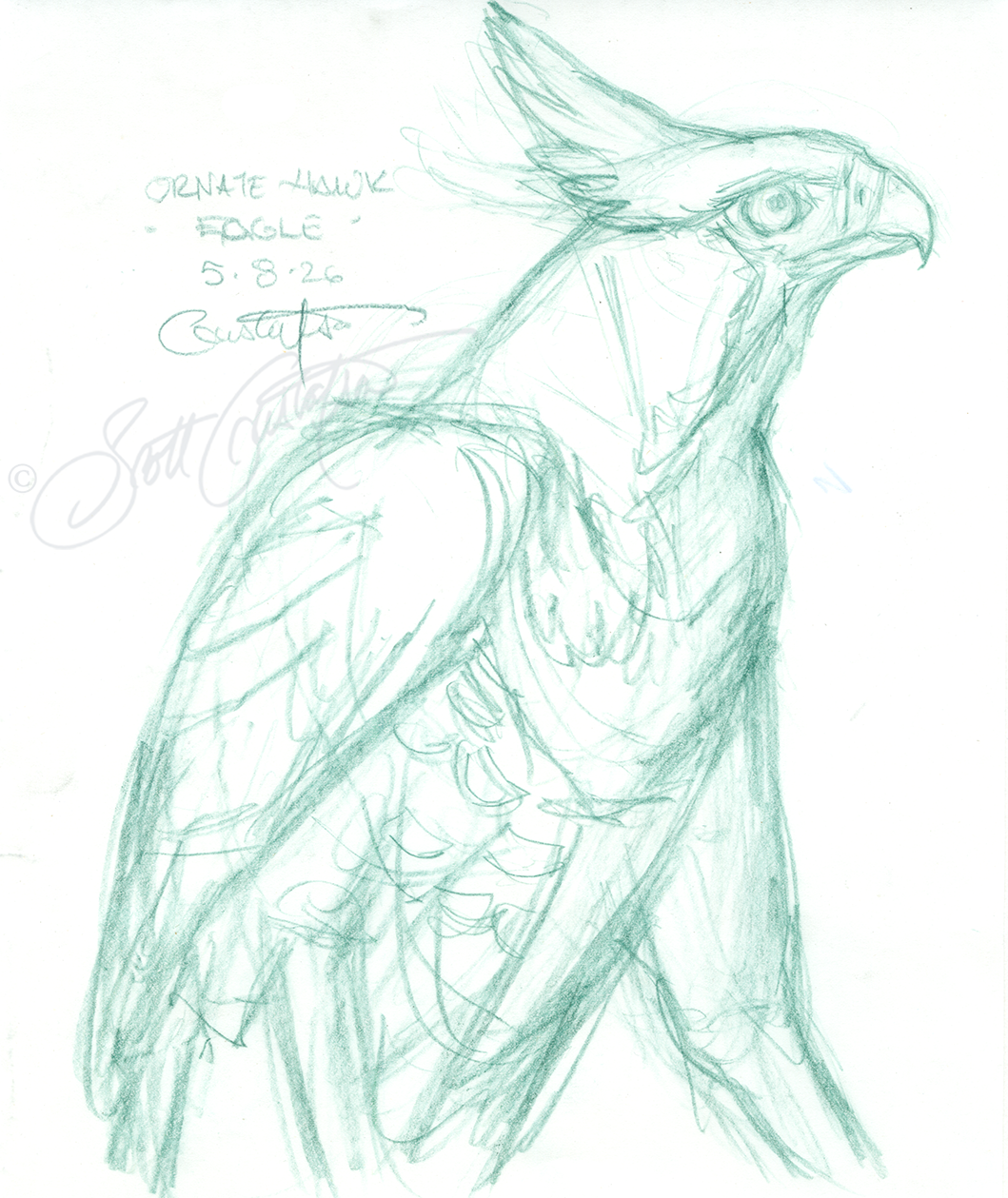 GUSTAFSON_Ornate_hawk_eagle_5_new_sketch.png