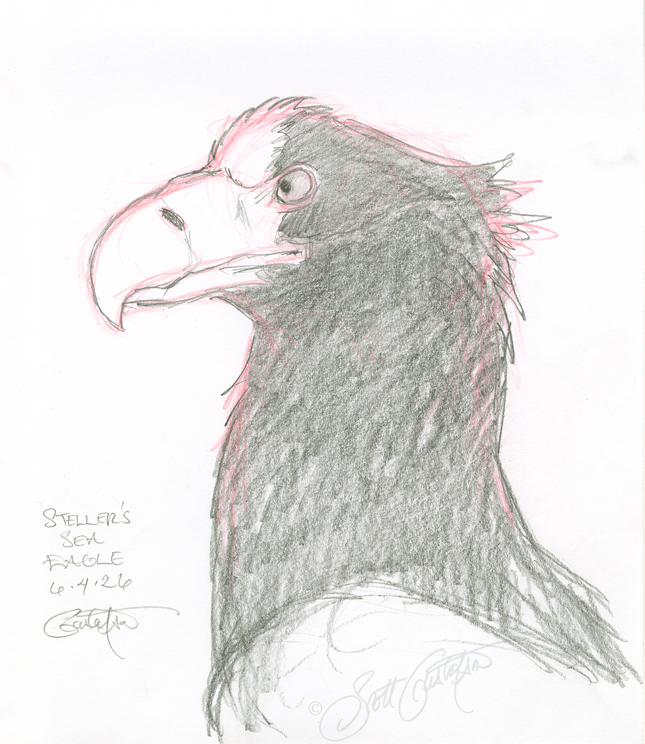GUSTAFSON_Stellers_sea_eagle_study_2.png