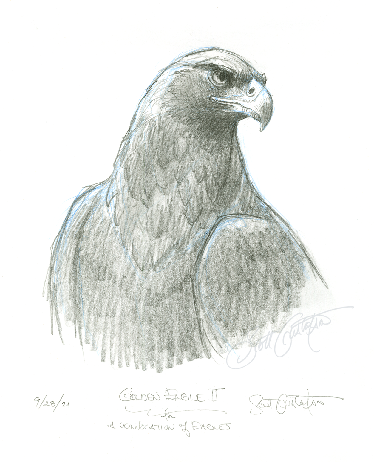 GUSTAFSON_Golden_eagle_2.png