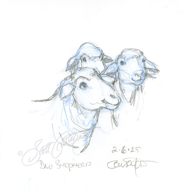 GUSTAFSON_sheep-1.png