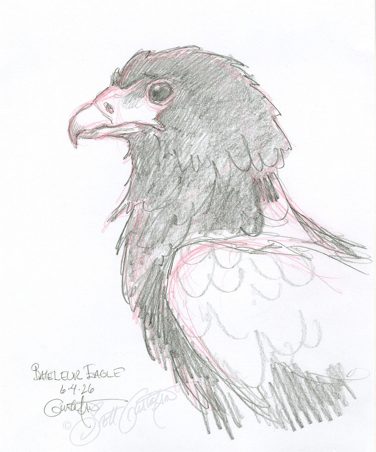 GUSTAFSON_Bateleur_eagle_3_study.png