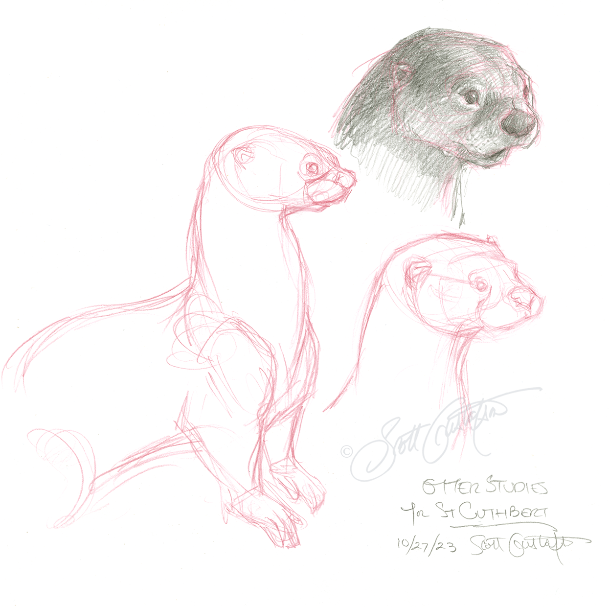 GUSTAFSON_otter-6.png