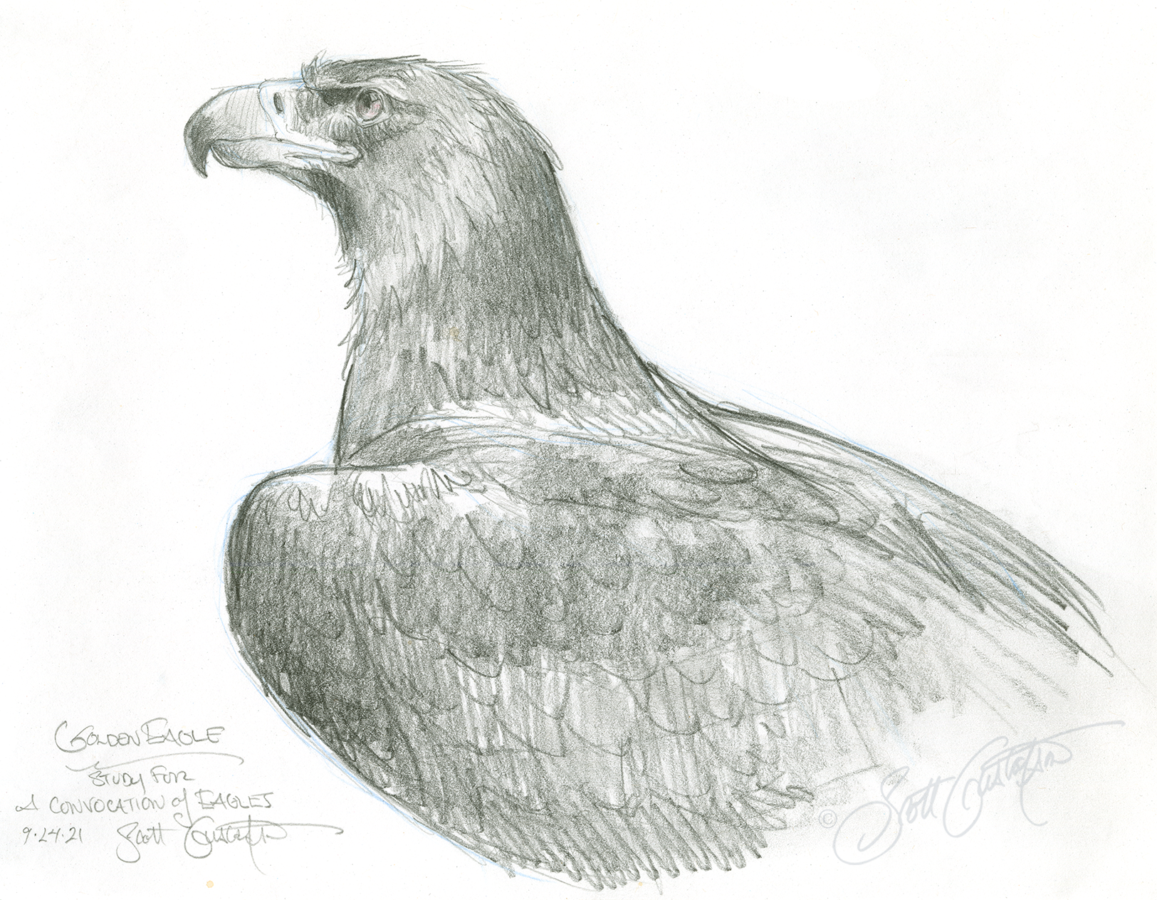 GUSTAFSON_Golden_eagle_1.png