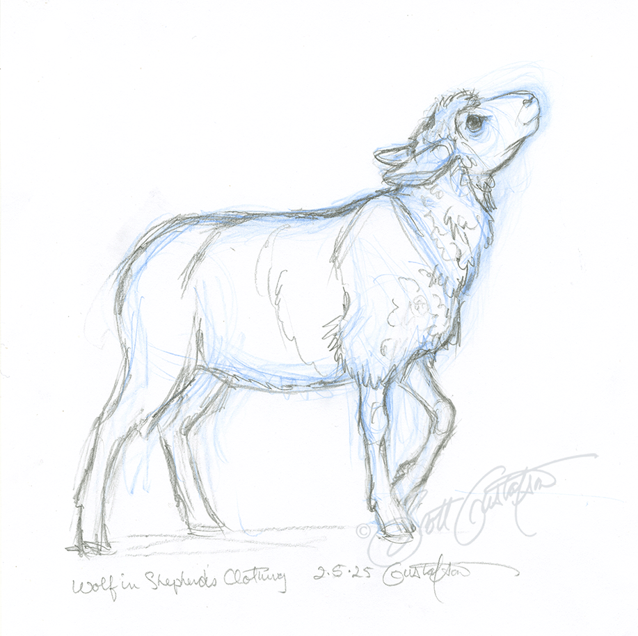 GUSTAFSON_sheep-6.png