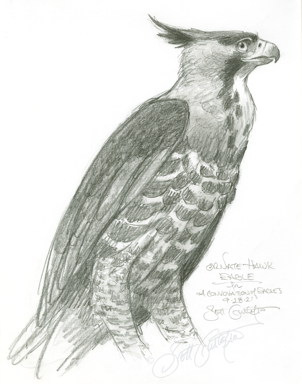 GUSTAFSON_Ornate_hawk_eagle_4_final.png