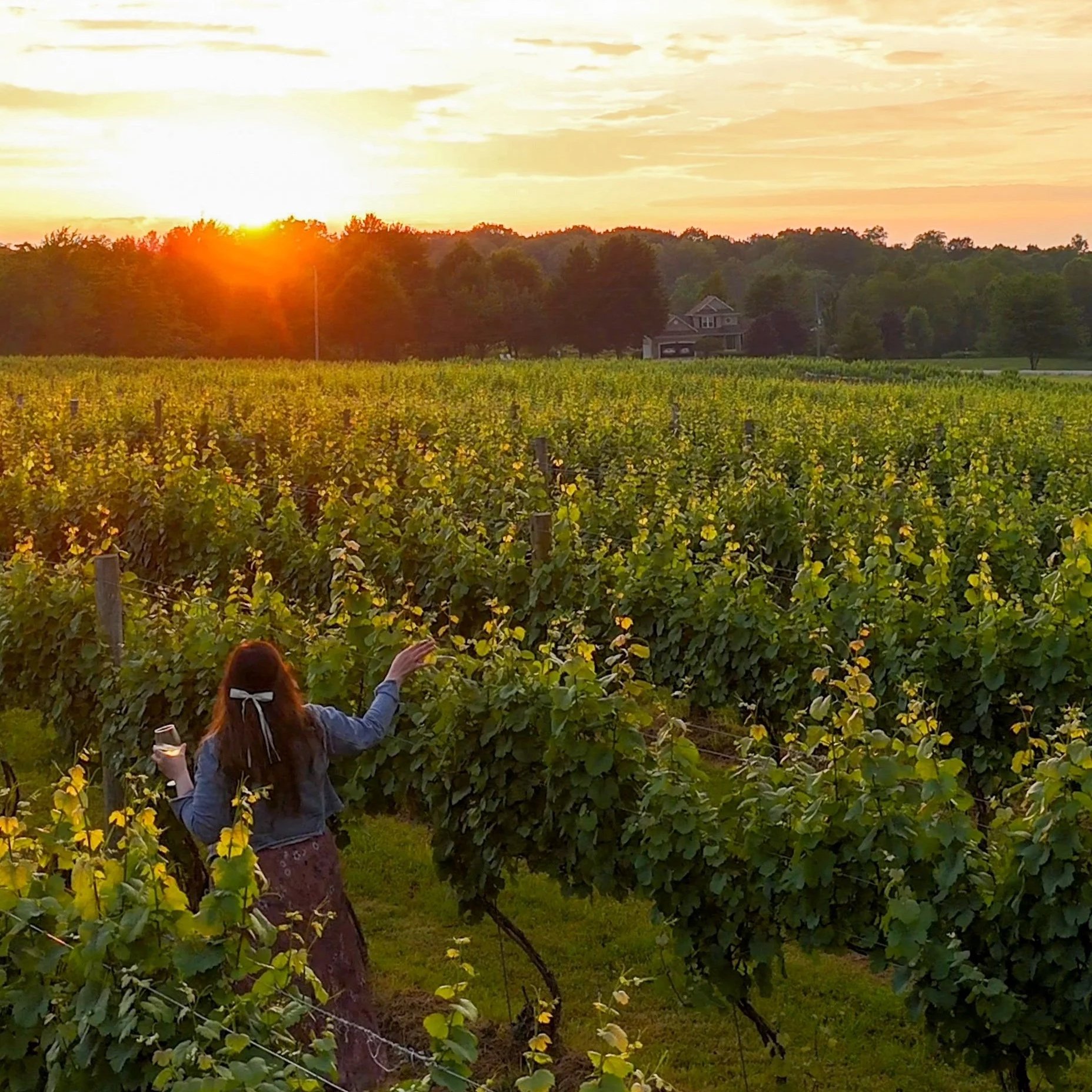 A woman with long red hair and a denim jacket standing in a vineyard at sunset, holding a glass of wine, and reaching out to the grapevines.
