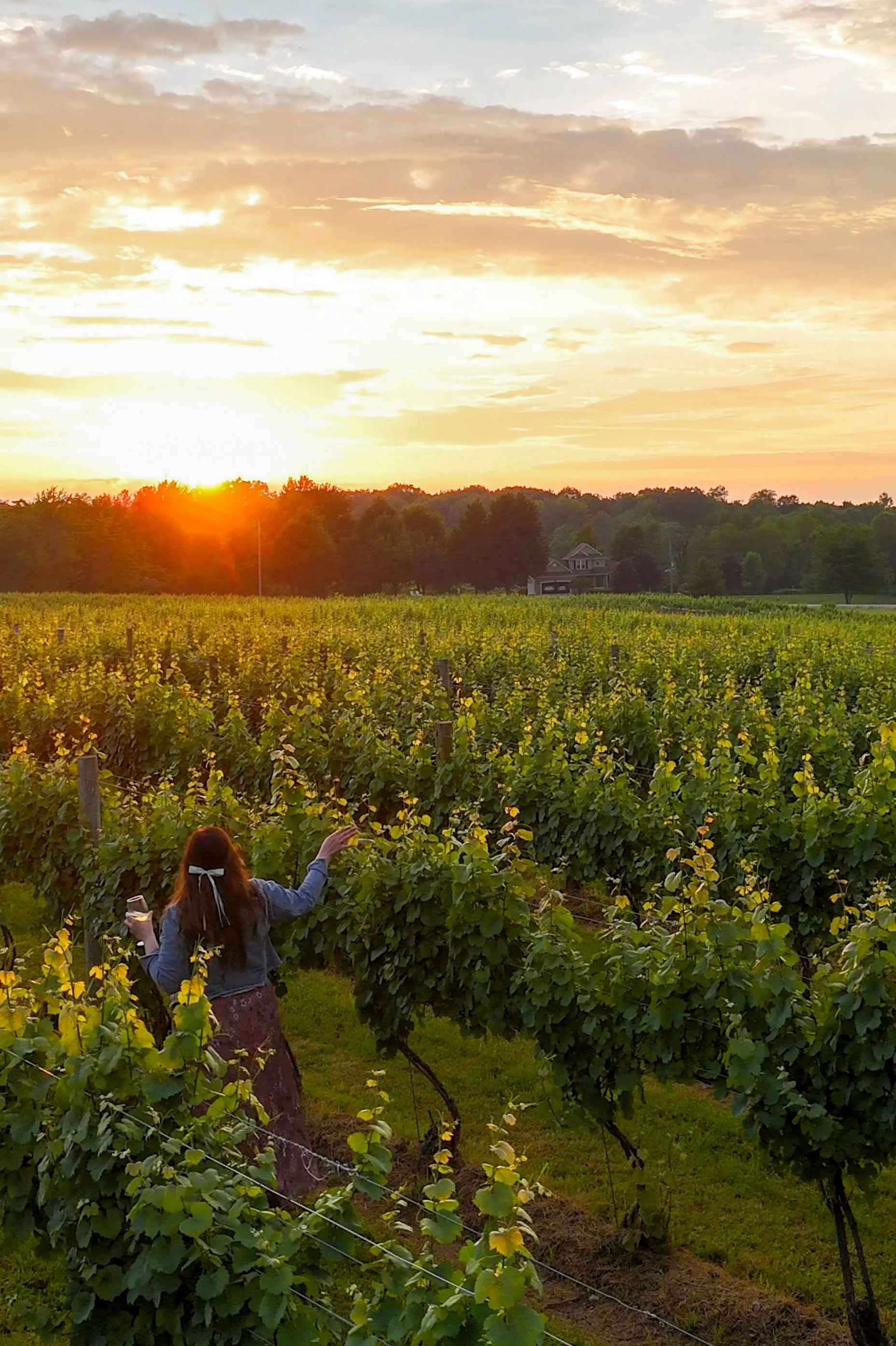 Sunset over the Vineyard