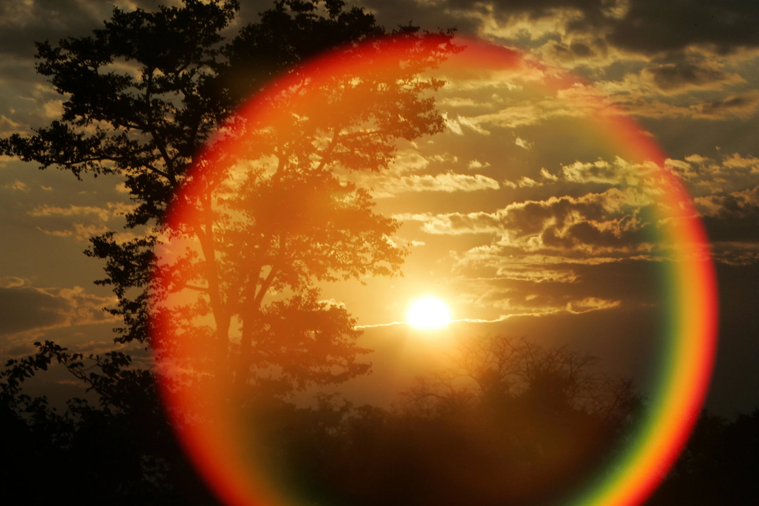 Savannah Sunset