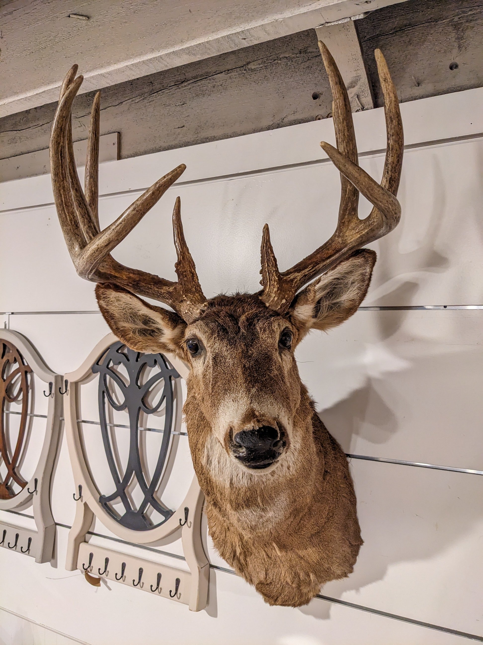 10 Point Whitetail Deer Taxidermy