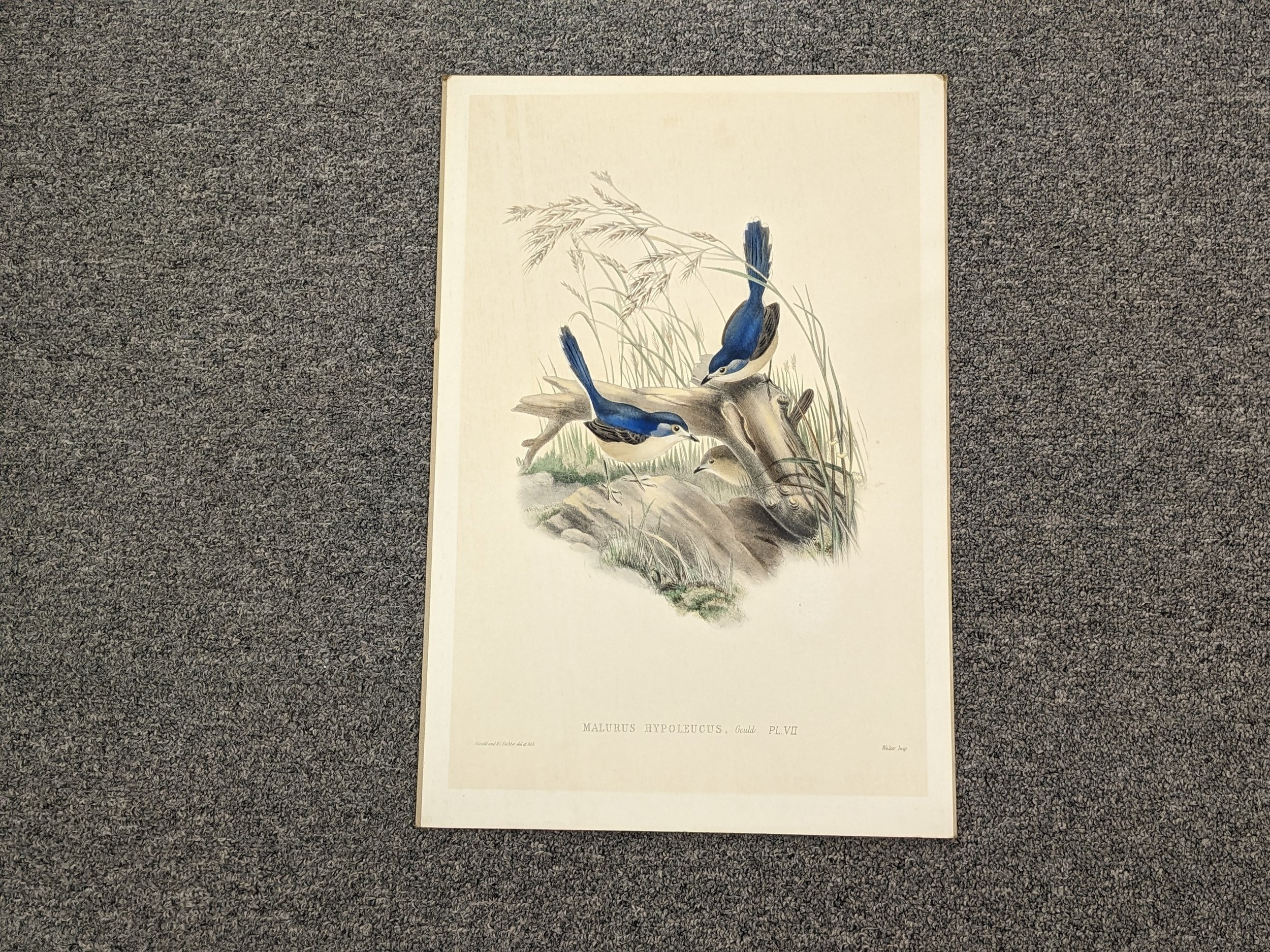 J. Gould "Malurus Hypoleueus" Unframed Print