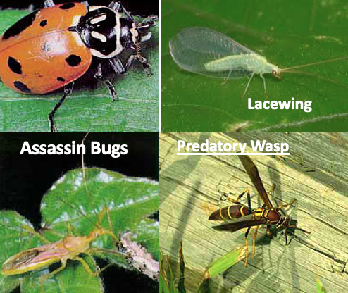 Beneficials.png