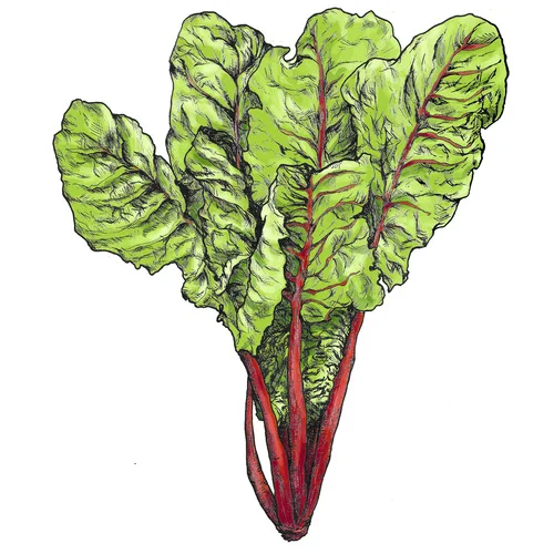 Swiss_Chard.jpg