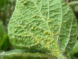aphids.jpeg